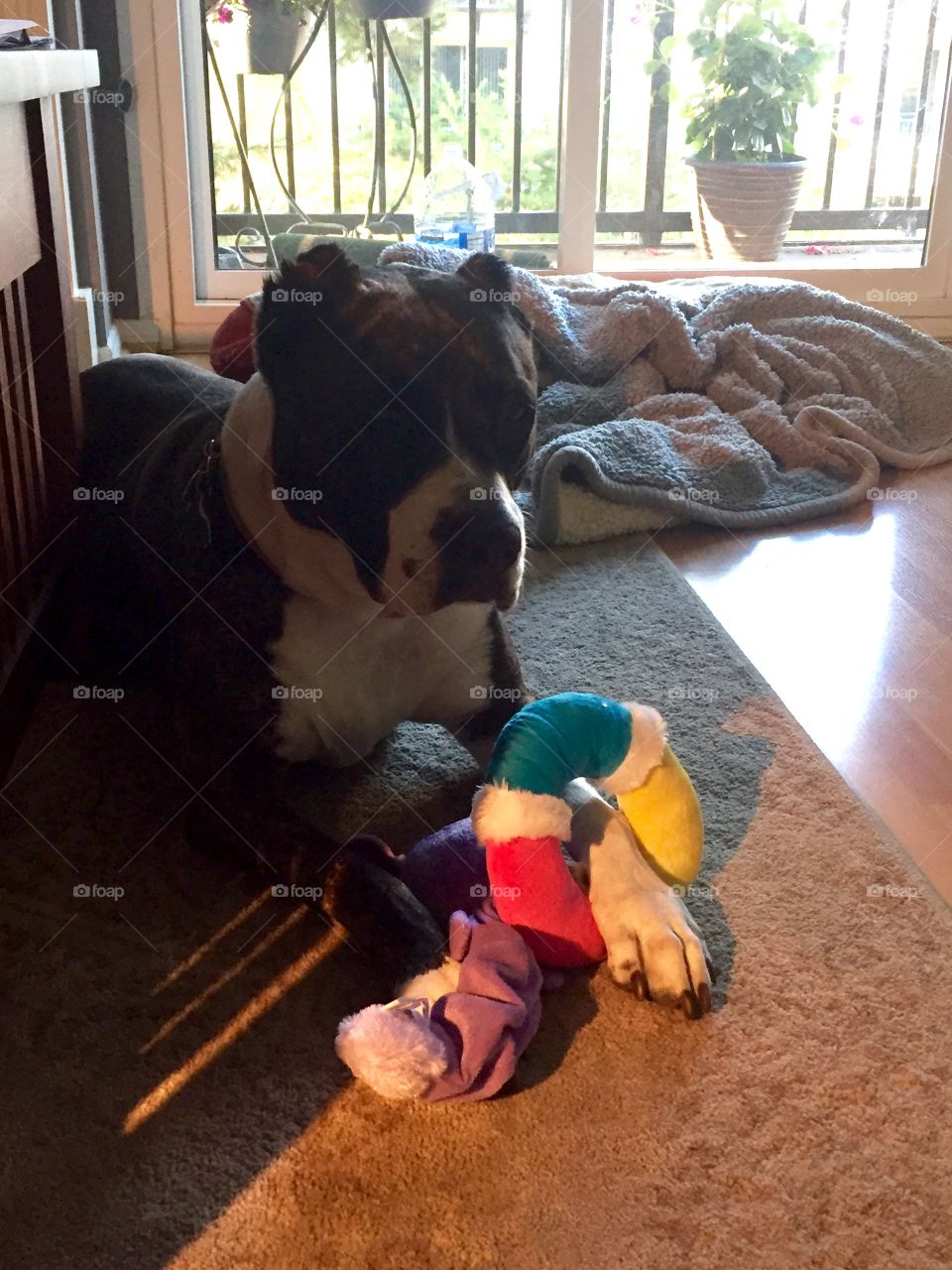 Sally says "don't even think about taking my toys".   
