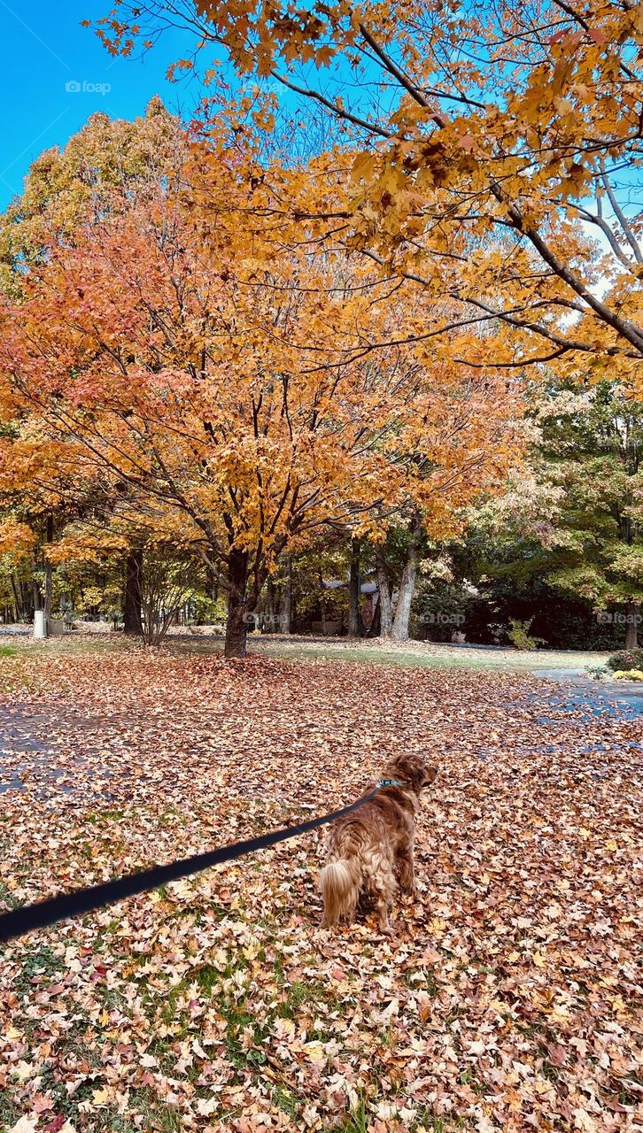 Clyde on a Walk 