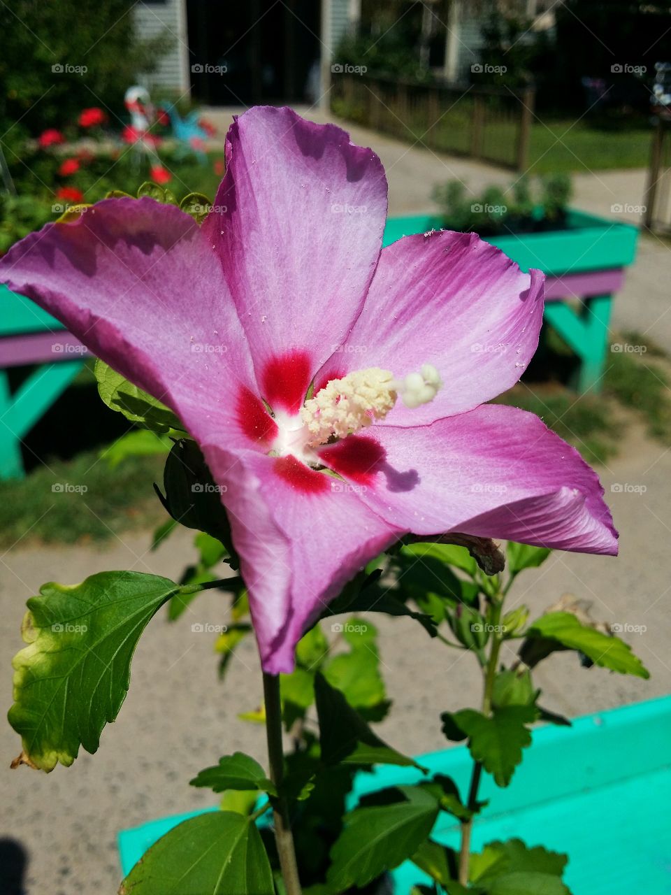 Pretty pink flower for sale at Jerome Garden in Bristol, Connecticut.