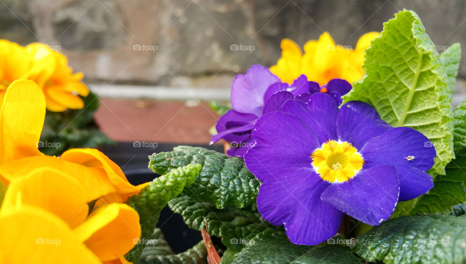 Purple and yellow spring flowers in a shop