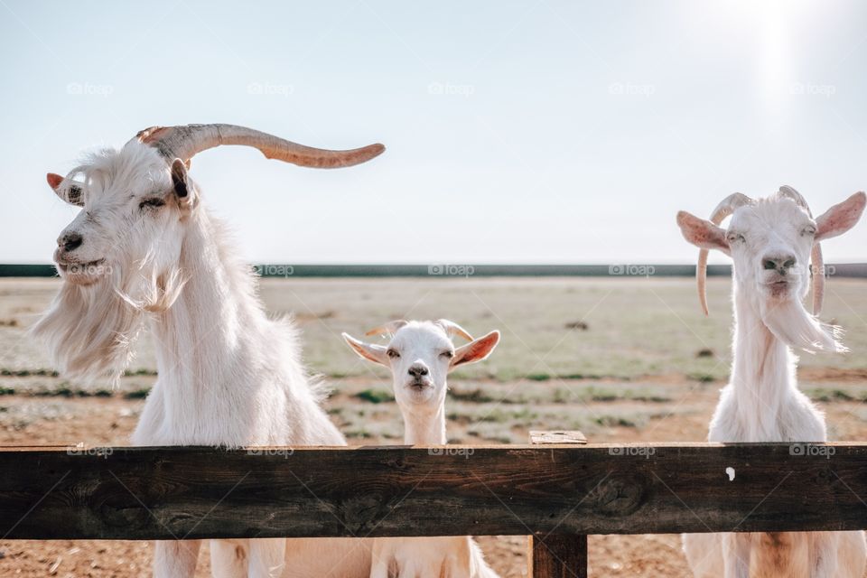 Family of goats