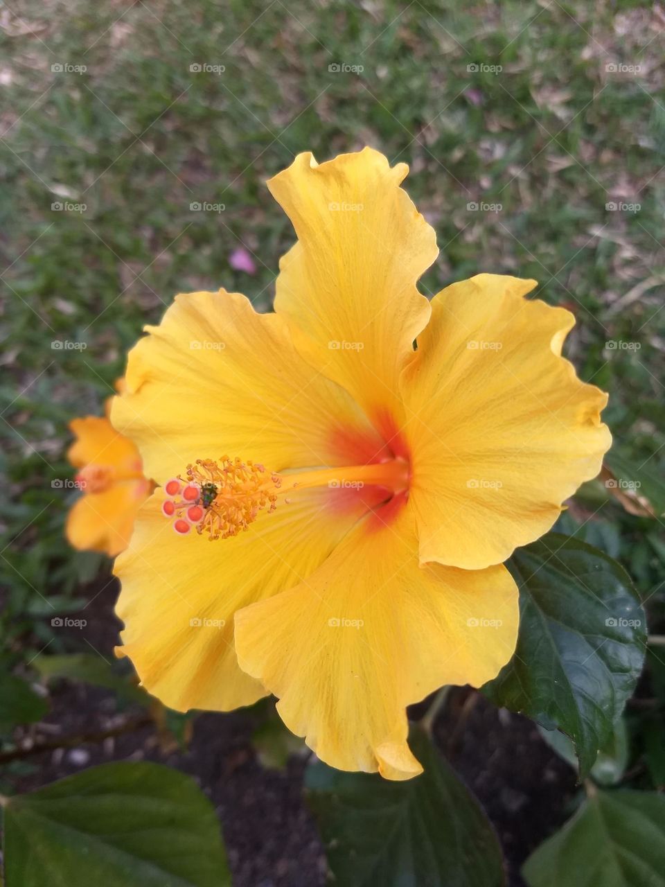 yellow hibiscus