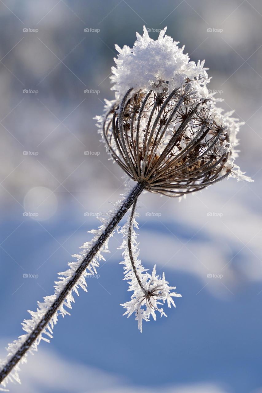 plant in frost