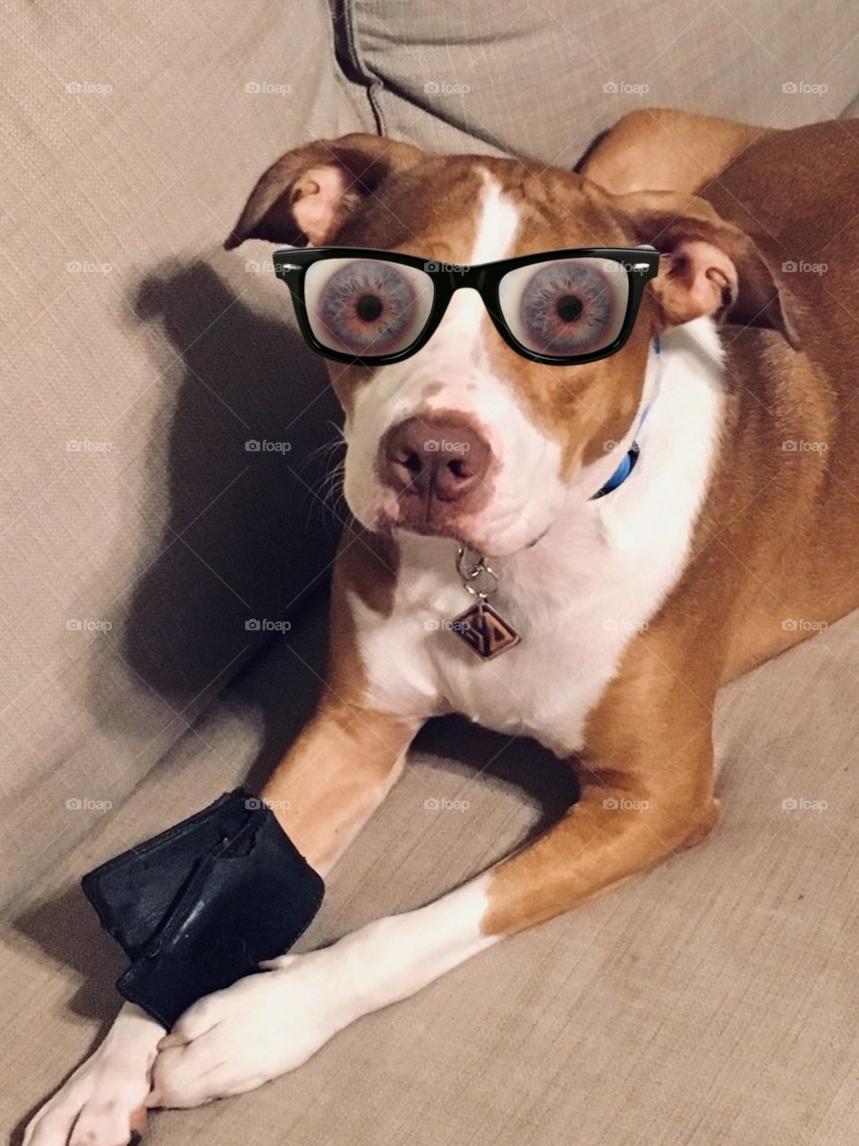 Funny eyed rescue pitbull eating a wallet 
