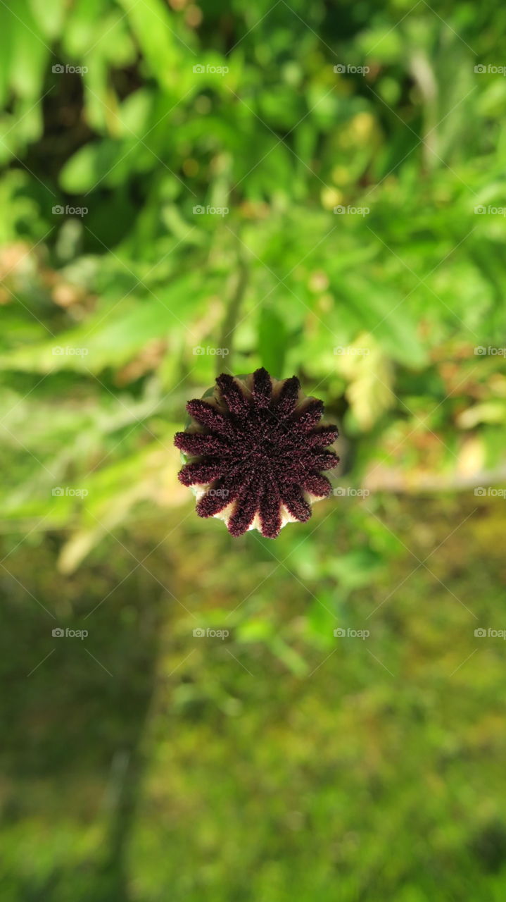 Poppy capsule 