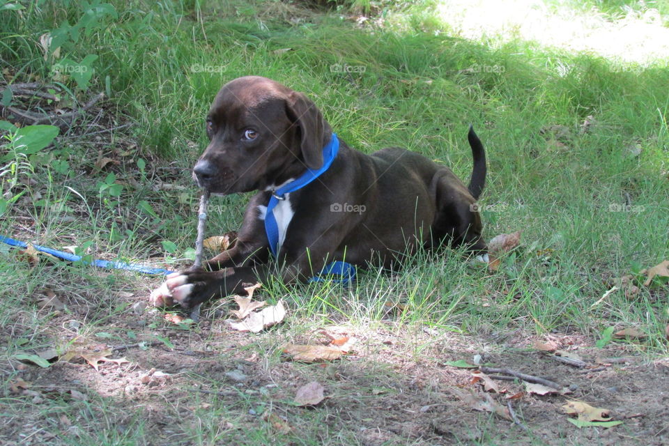 Puppy chewing on a bone! 