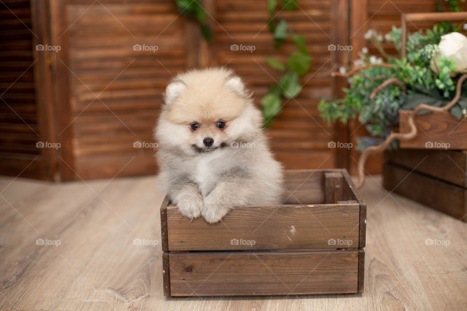 puppy in the box