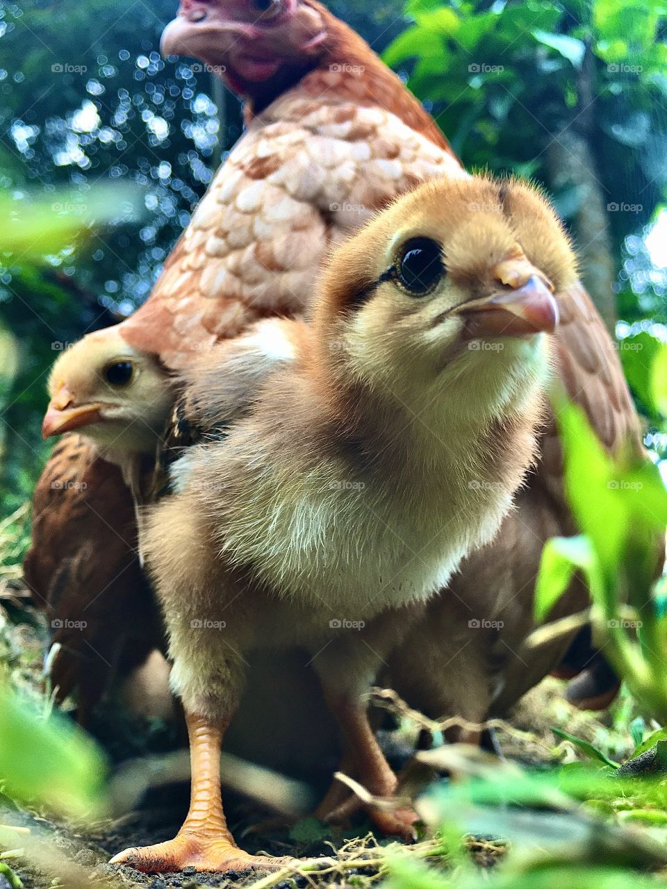 Beautiful family. Chicken 