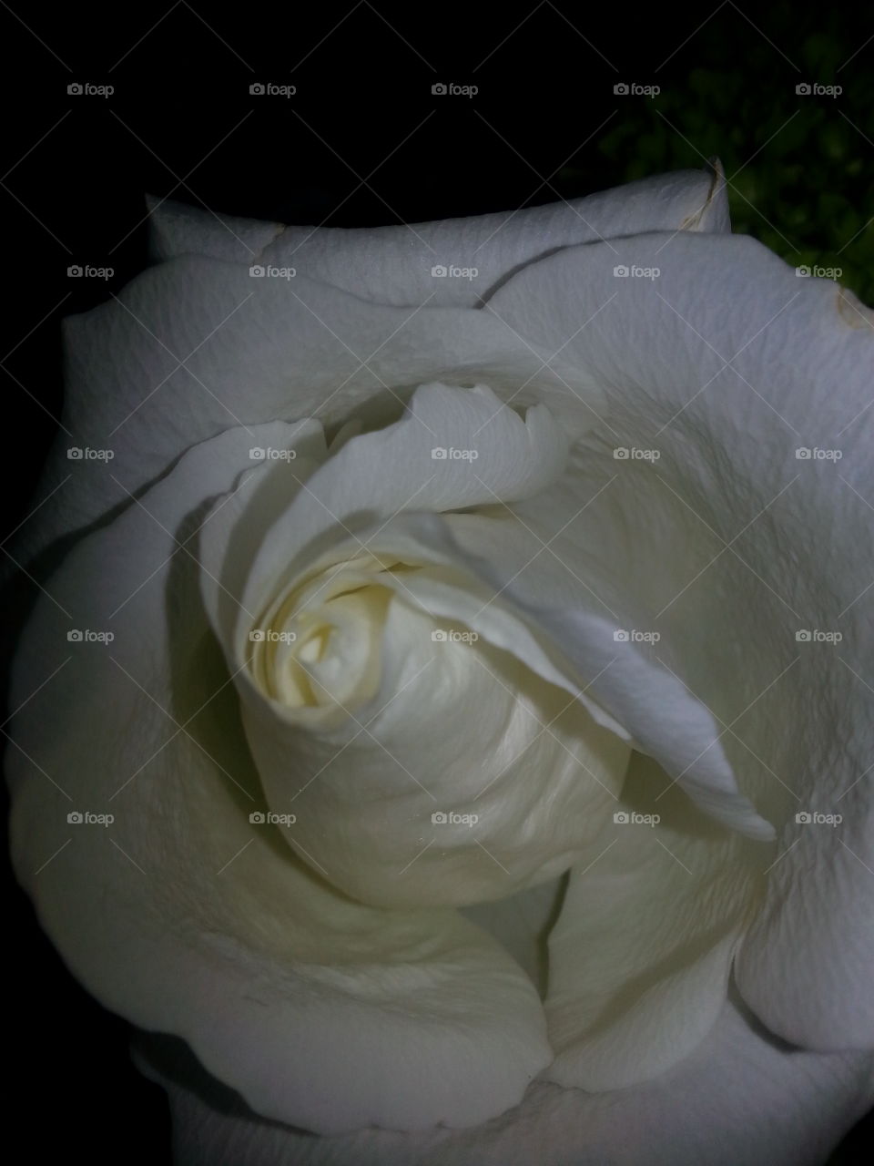 White Rose