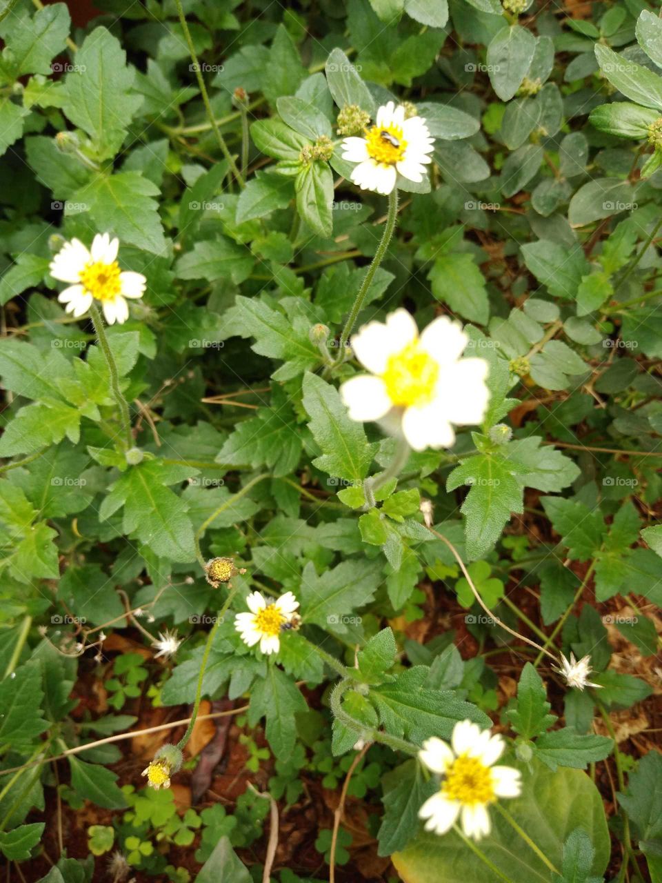 flowers in my garden
