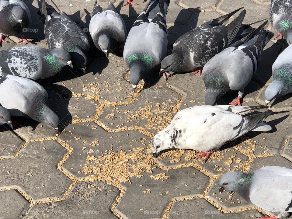 Flock of pigeons 