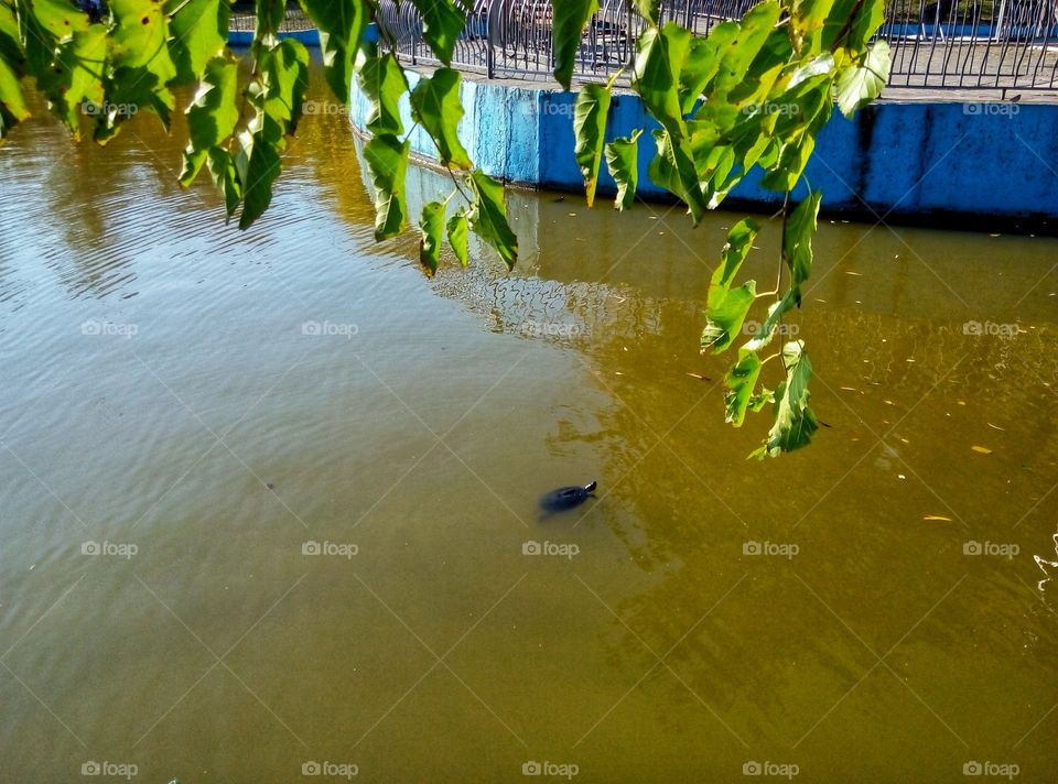 turtle in the pond