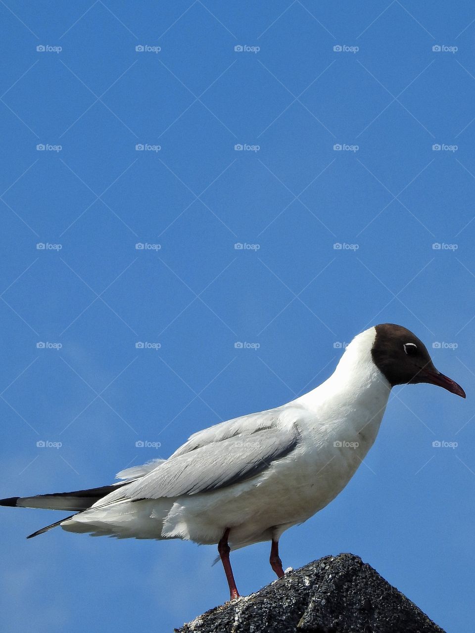 Gull on roof top