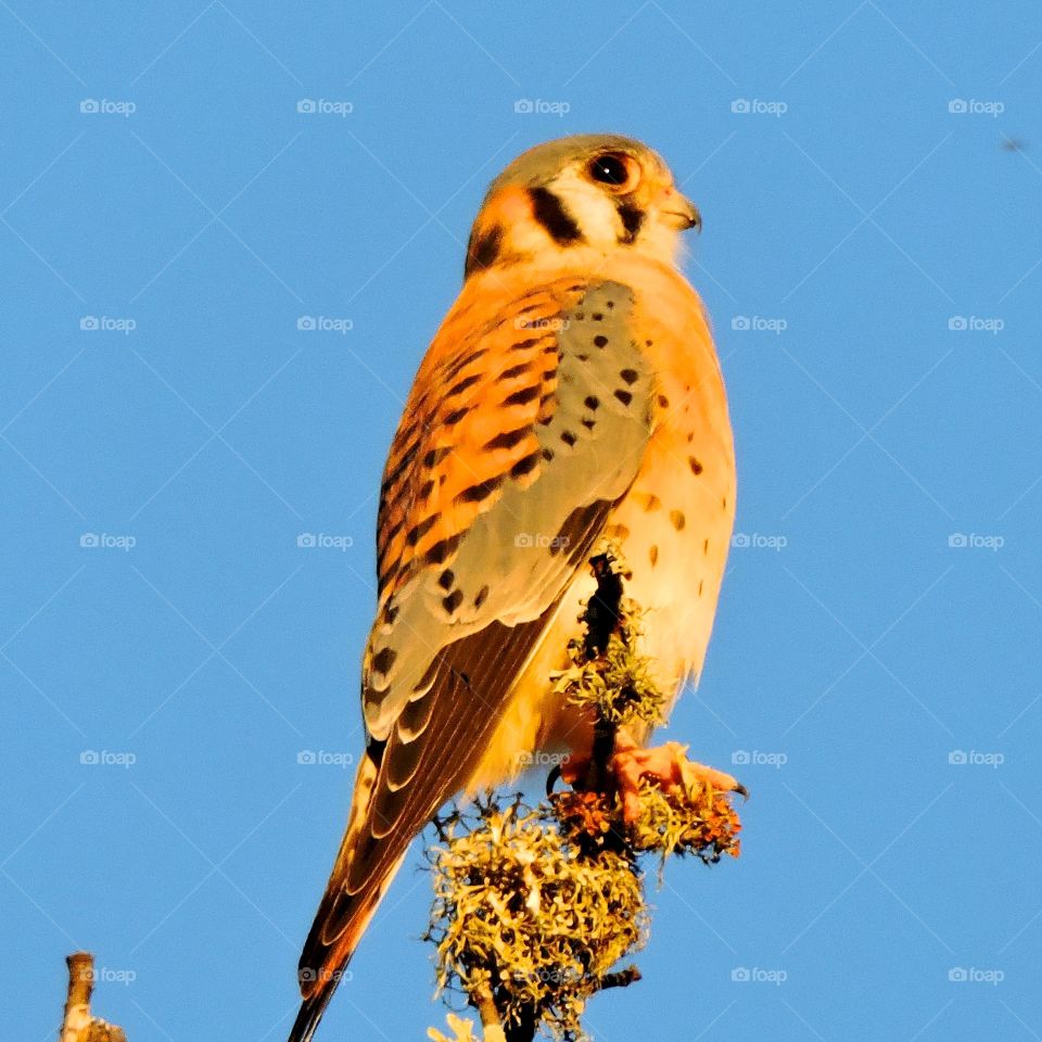 Falcon. Texas falcon in west Texas