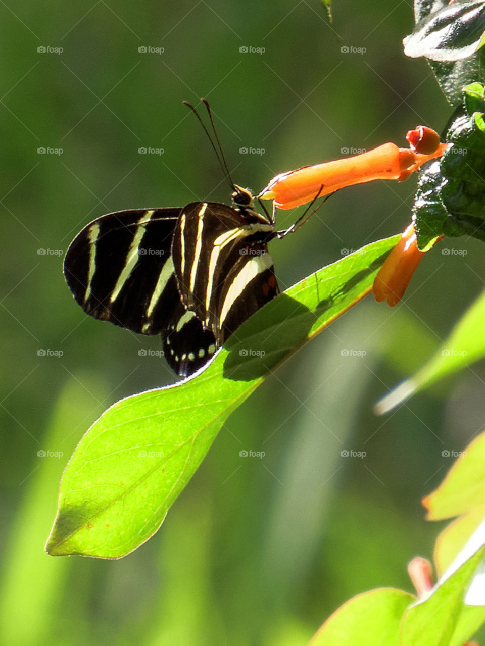 Nectar . Zebra Longwing Butterfly extracting nectar from flower on firebush plant in Florida