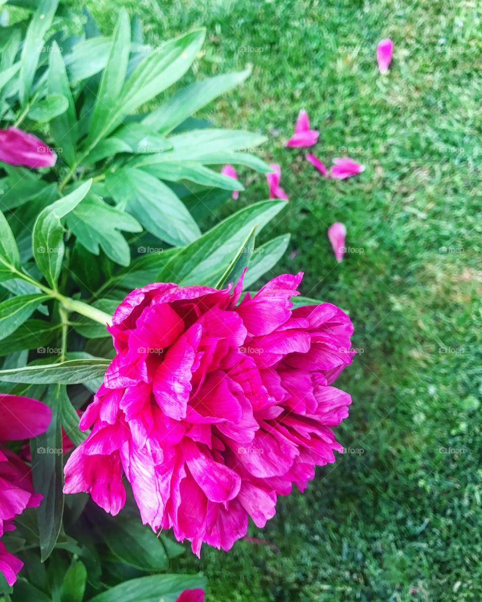 Pink peony 