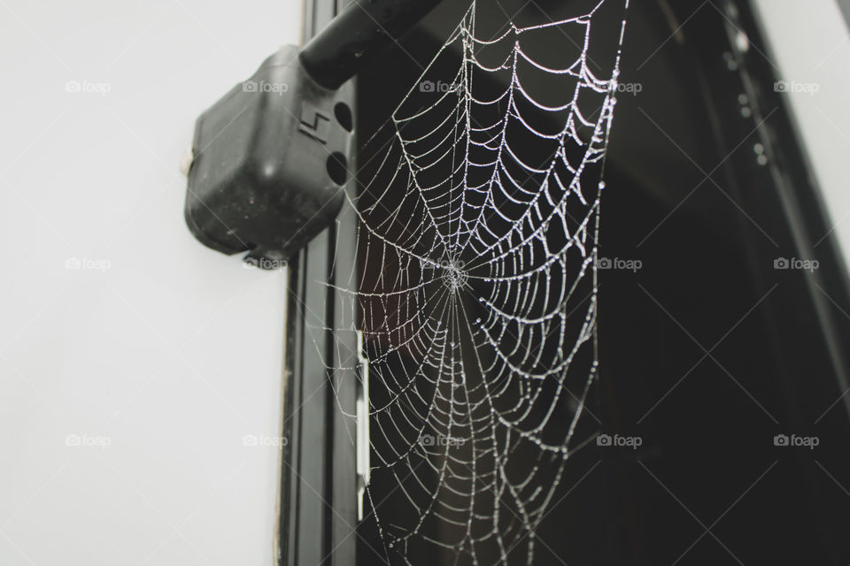 Dewy web 🕸