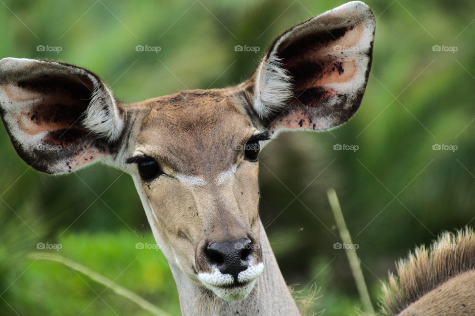 Curious female kudu