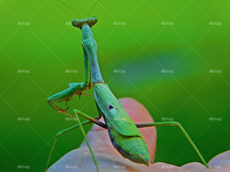 Praying Mantis - Green is a vibrant and eye-catching shade. It is a color you may use to make someone feel relaxed and calm or expand their imagination