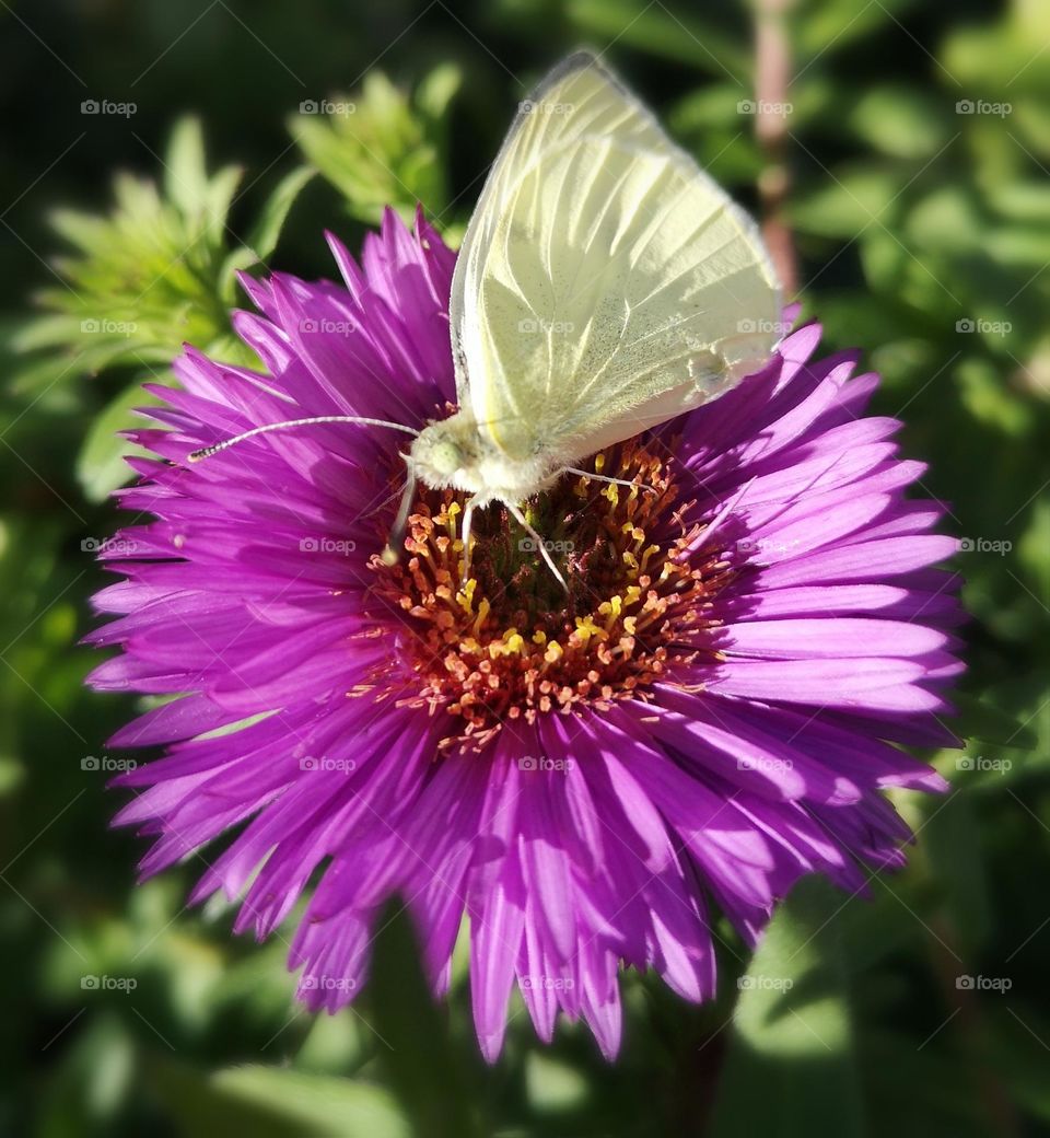 Weissse Schmetterling