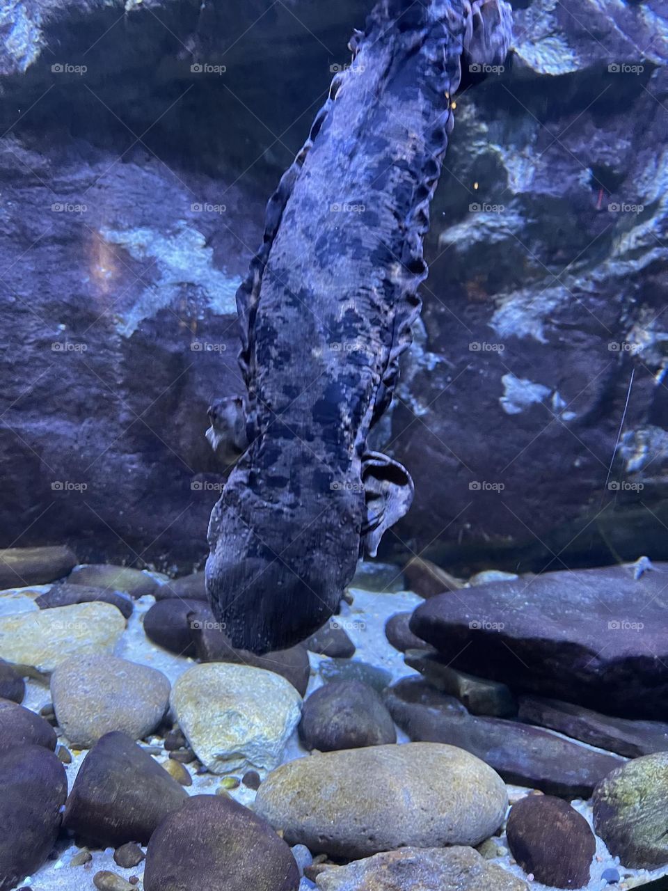 Living in the water At The North Carolina Aquarium 
