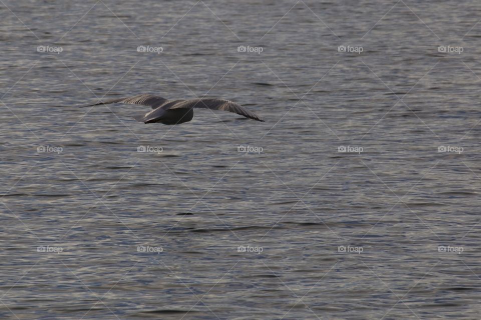 Flying Seagull