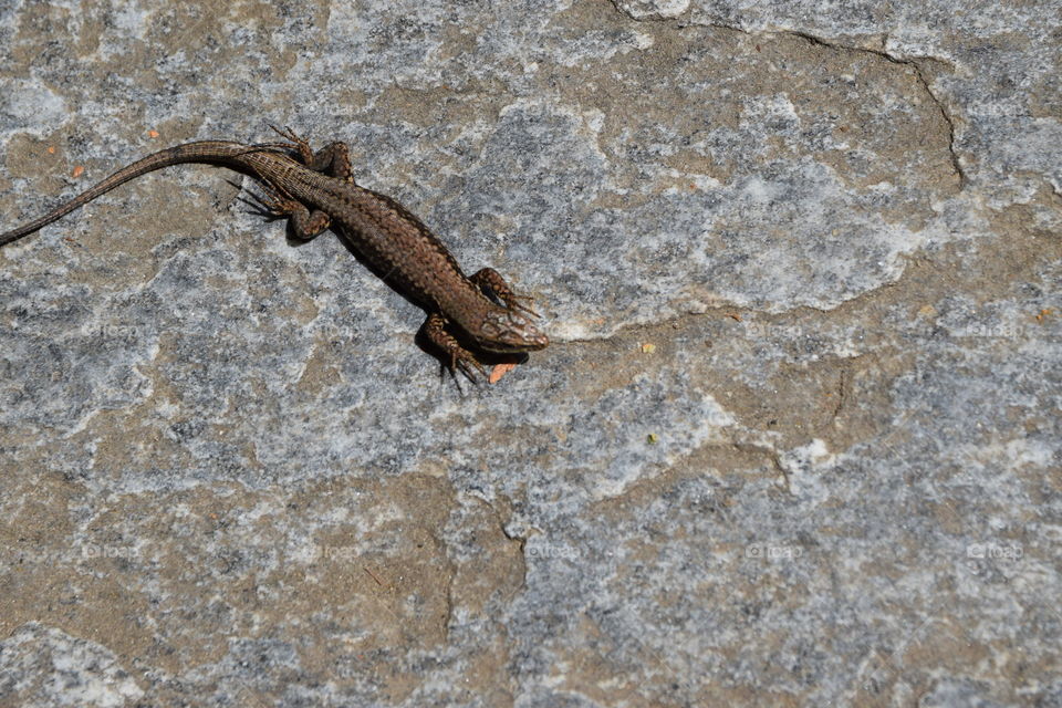 Mauereidechse auf der Lauer