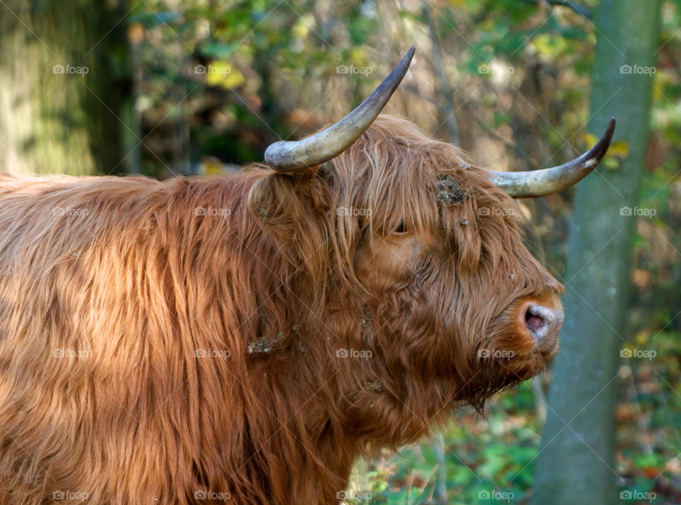 Highland cattle