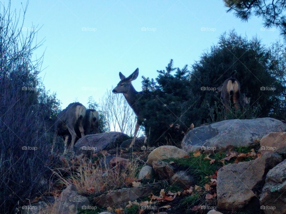 These wild deer are located all over Durango, Colorado.