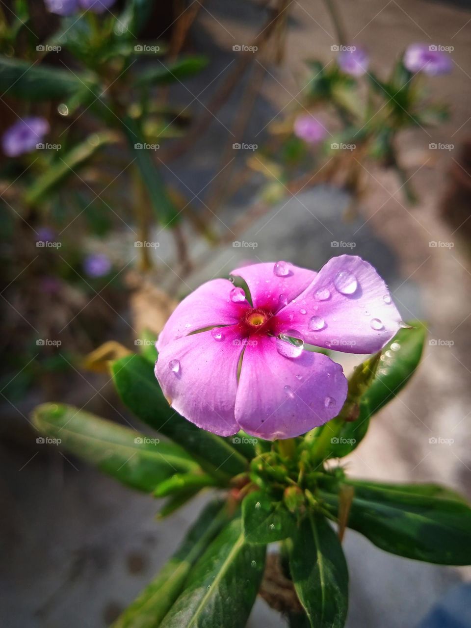 this is the picture of a flower after first rain 🌹🌹