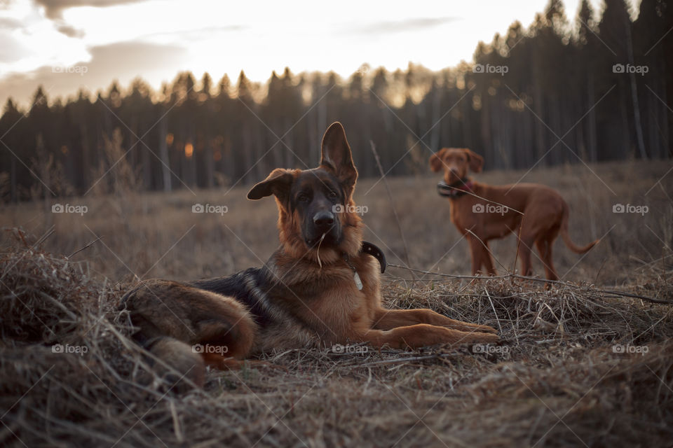 German shepherd young male dog playing with Hungarian vizsla dog outdoor at a spring evening