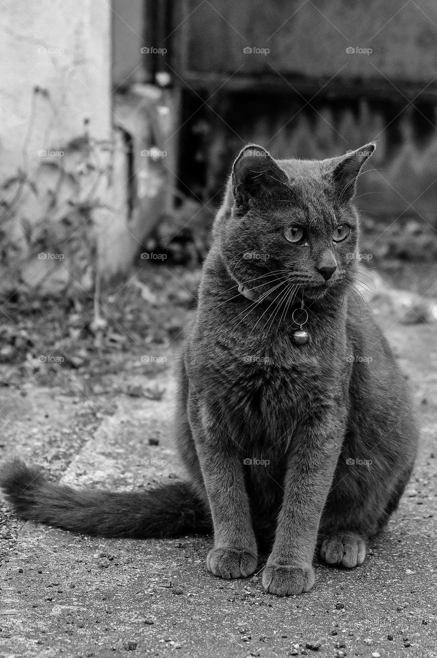 The cat looks to the side and sits on cement road. Portrait of a fluffy gray cat with yellow eyes in nature, close up.