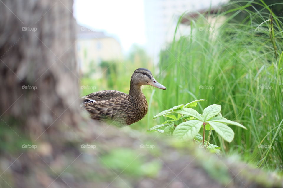 mallard