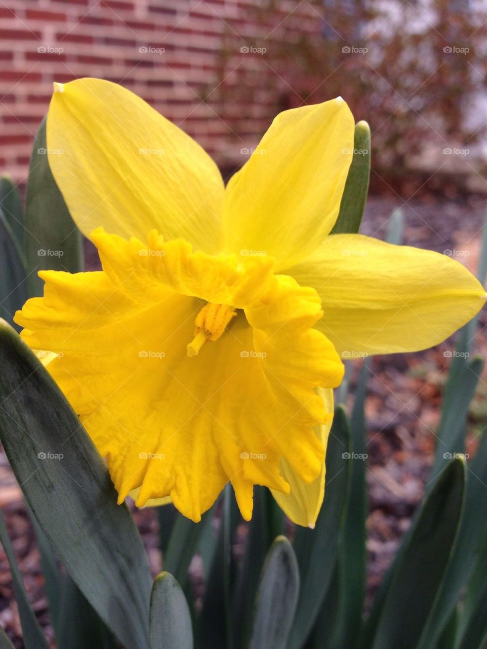Daffodil 