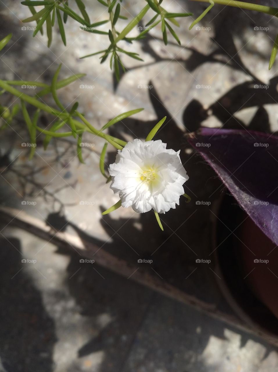 white flower seasonal fresh looks very beautiful generally found everywhere shurb small size