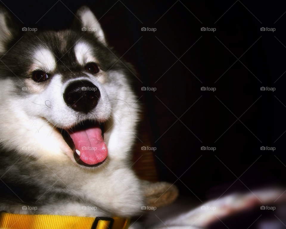 happy face smile dog by trist9