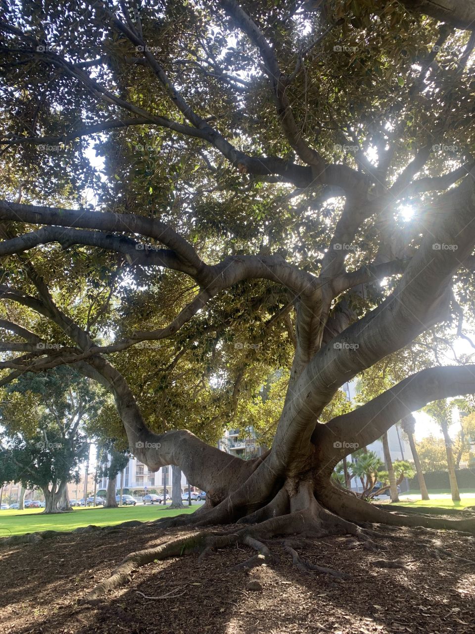 Great old wise tree how much strength you have! 