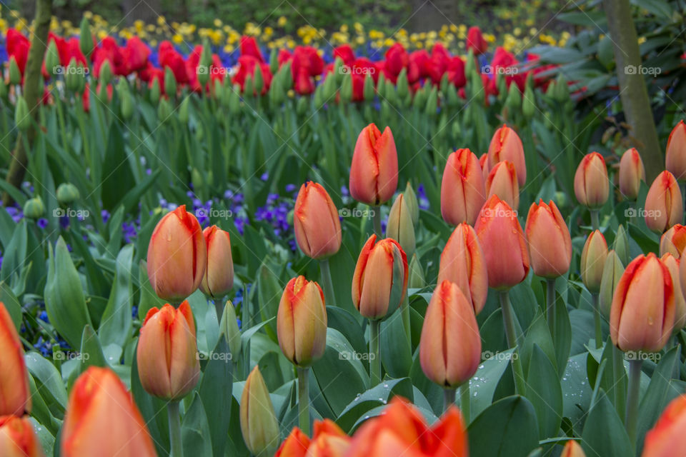 Spring flowers 