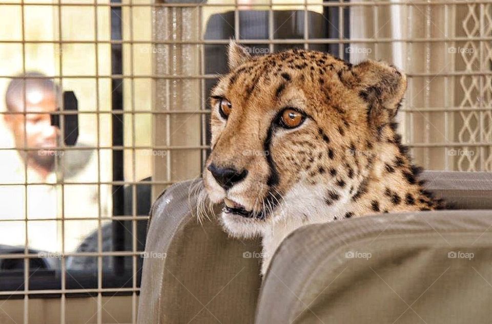 Riding the jeep with Felix the Cheetah