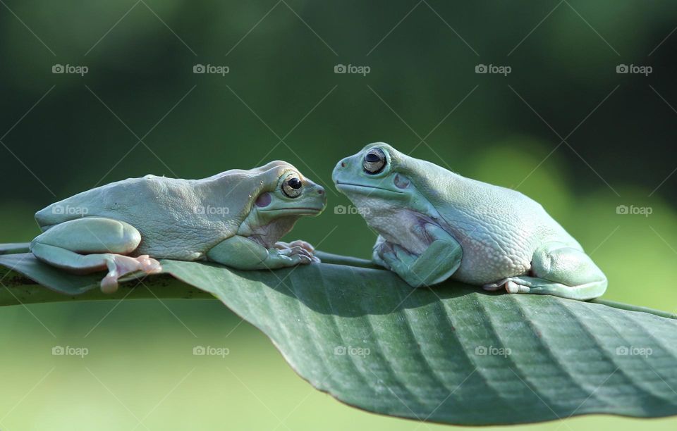 Two green frogs