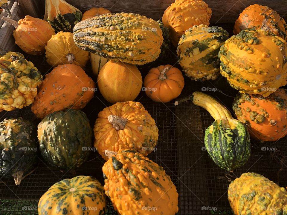 Pumpkin season 