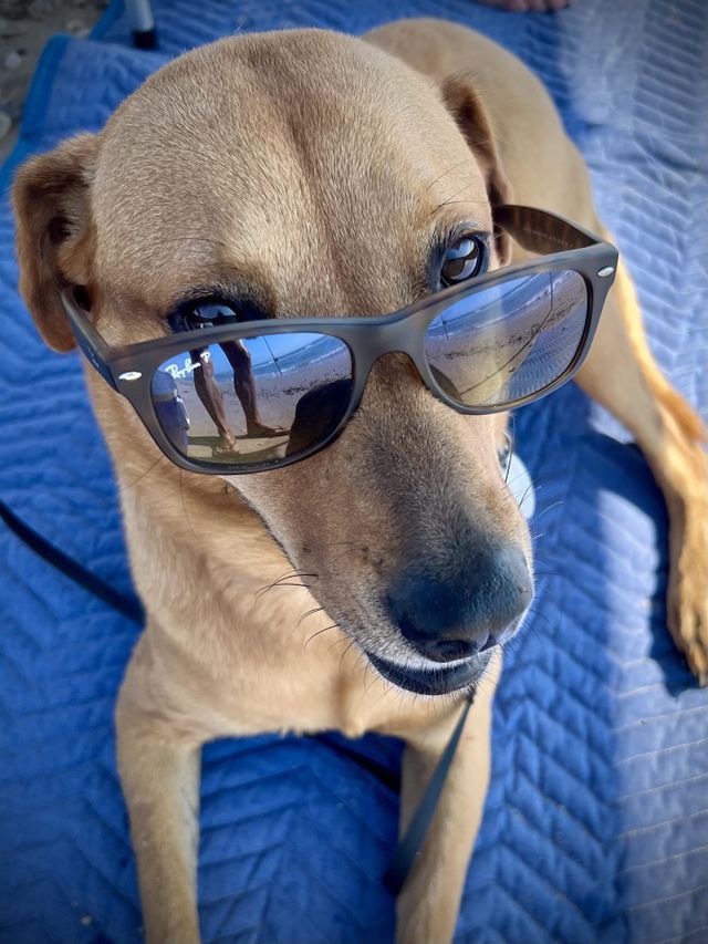 Summer vs spring. Definitely summer at the beach with Penny wearing my sunglasses 😎