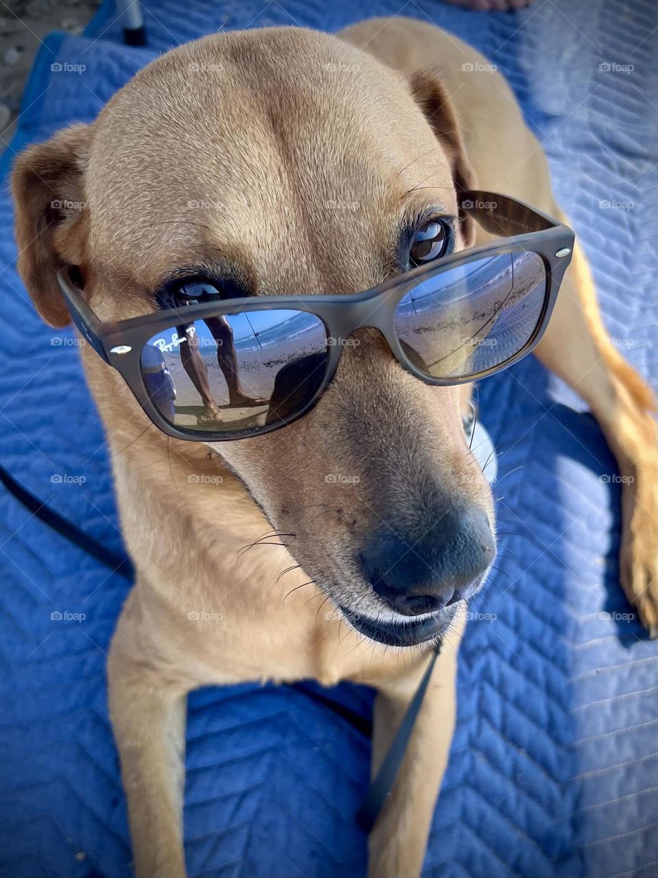 Summer vs spring. Definitely summer at the beach with Penny wearing my sunglasses 😎