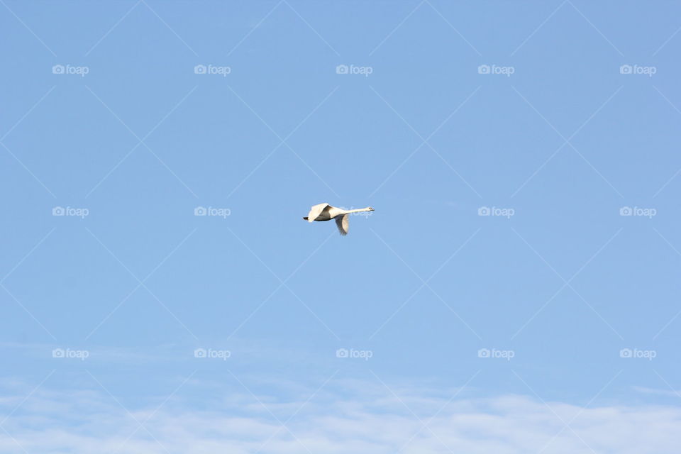 Swan in the sky 