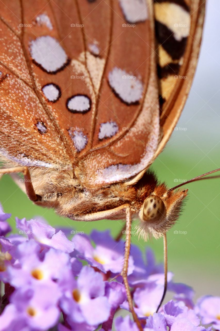 Closeup of a butterfly getting nectar from purple flowers 