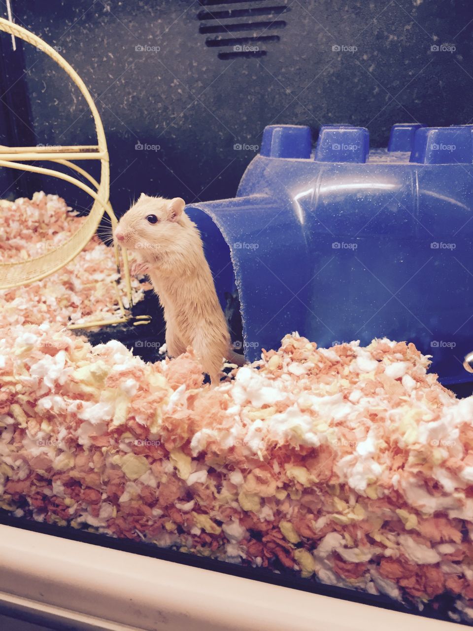 A curious hamster taking a peek at me. 