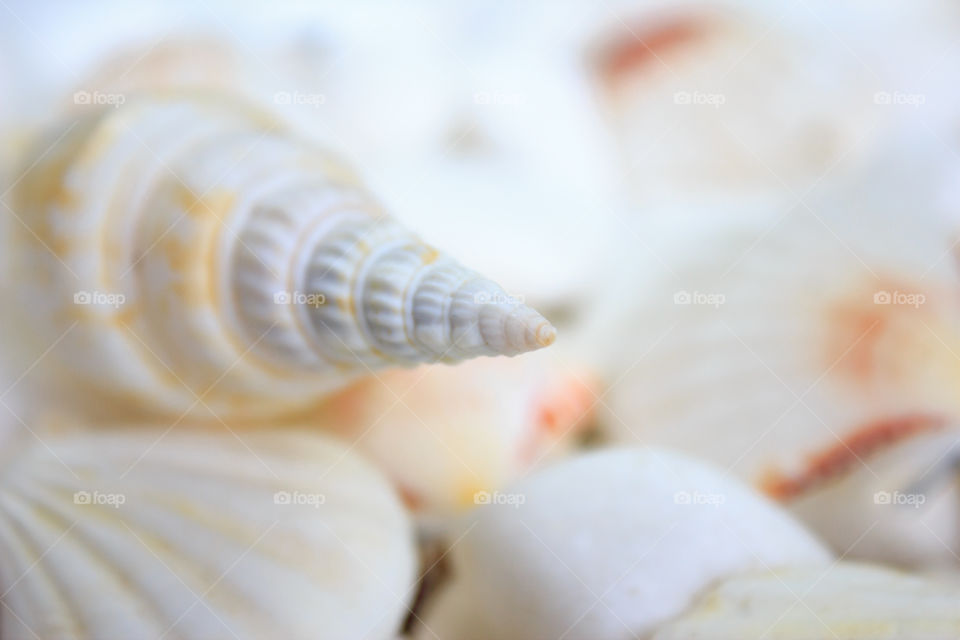 Close-up of seashells