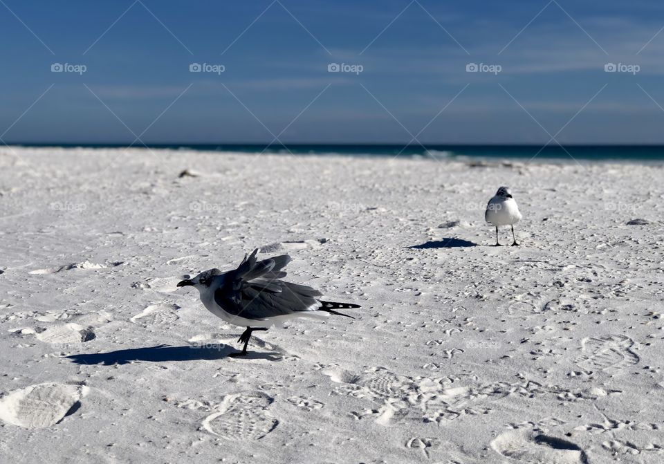 Seagull getting feathers ruffled on white sand beach 