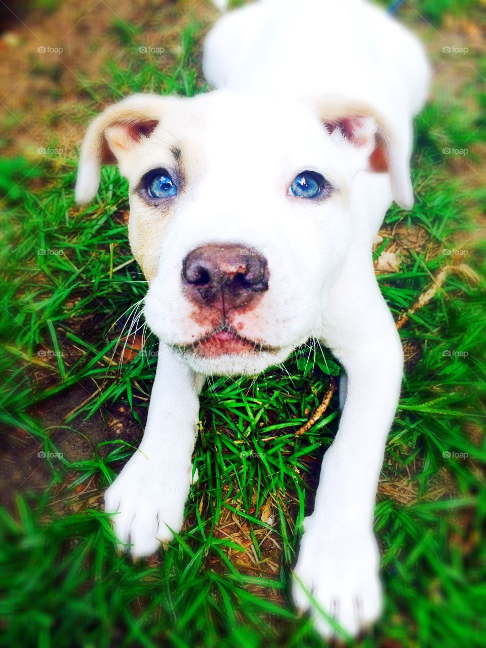 Blue eyed pit bull . My friends dog, she sure is cute!! Those blue eyes!! 