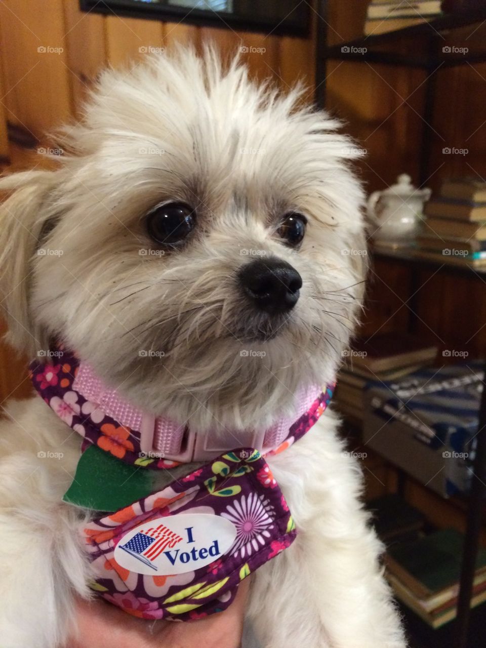 Bella voted